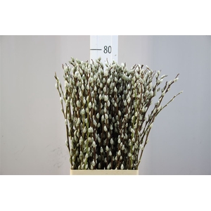 Salix Wilgenkatjes Naturel 70