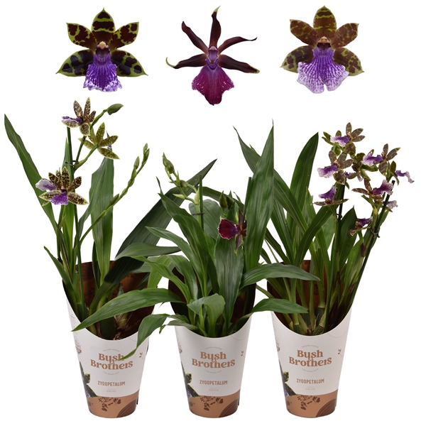 <h4>Zygopetalum 2 tak 12 cm</h4>