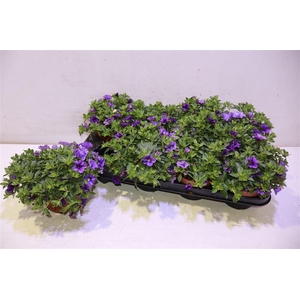 Calib Ca Mm Voltaire