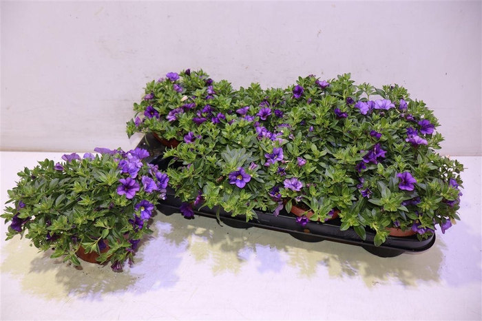 <h4>Calib Ca Mm Voltaire</h4>