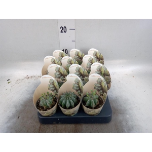 Euphorbia   ...