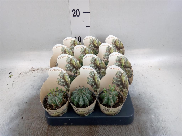 <h4>Euphorbia   ...</h4>