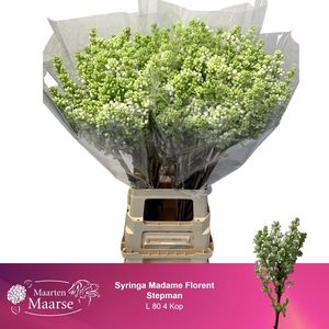 SYR V MME FL STEPMAN