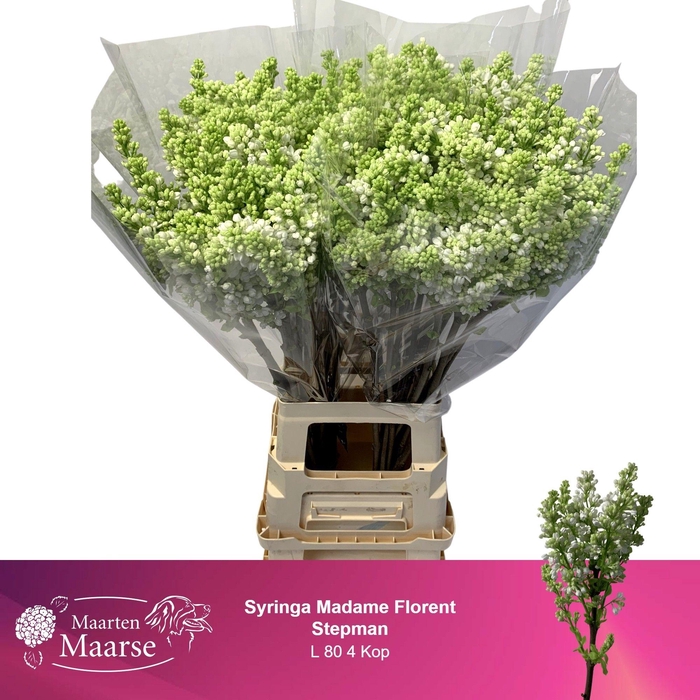 <h4>SYR V MME FL STEPMAN</h4>