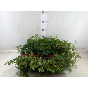 Hedera helix 'Shamrock'