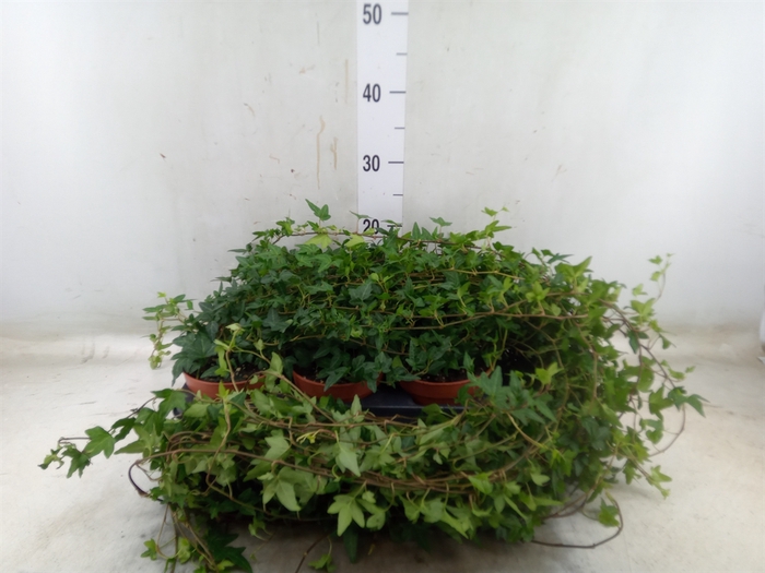 <h4>Hedera helix 'Shamrock'</h4>