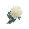 Chrysant Deco Cream Extra