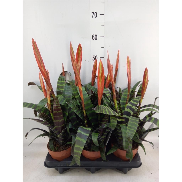 <h4>Vriesea 'Era'</h4>