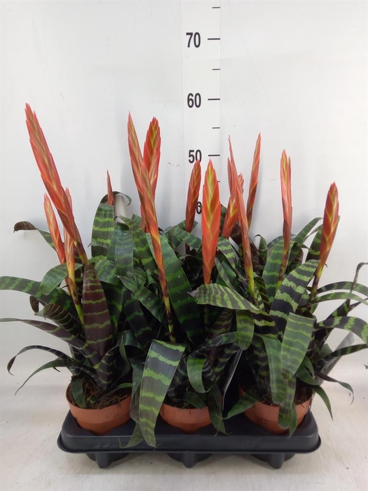 <h4>Vriesea  'Era'</h4>