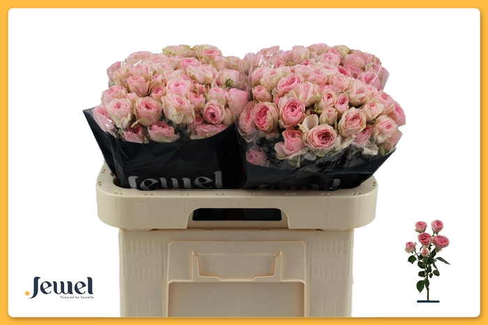 <h4>R TR YVETTE Water</h4>