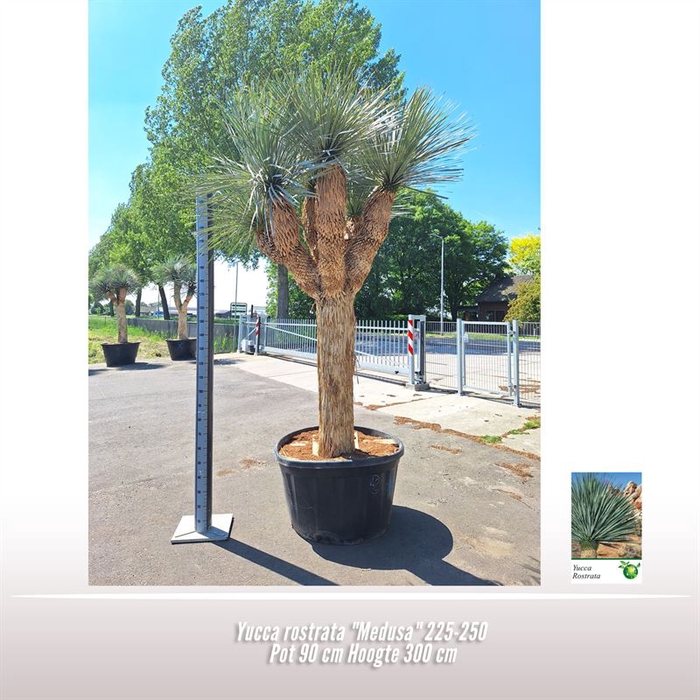 <h4>Yucca rostrata "Medusa"</h4>