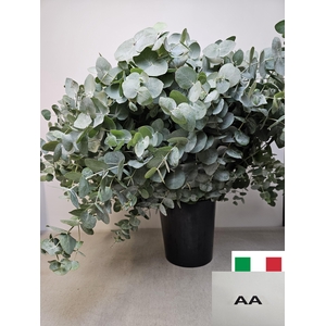 EUC CINEREA PER STEEL VERTAKT-IT-