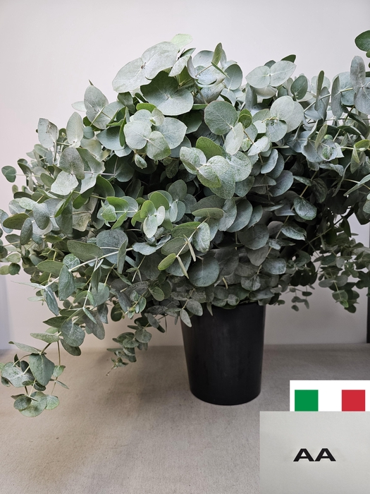 EUC CINEREA PER STEEL VERTAKT-IT-