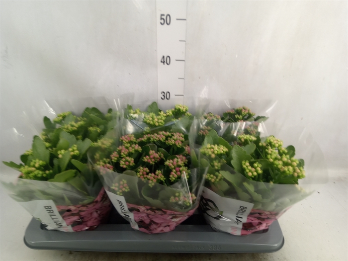 <h4>Kalanchoe blos.   ..rosebud mix GR</h4>