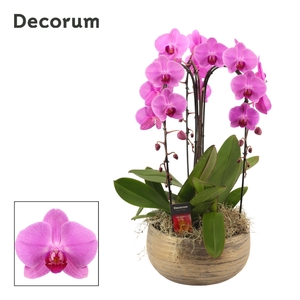 Oro cascade 3 tak symphony pink (Deco-collection)