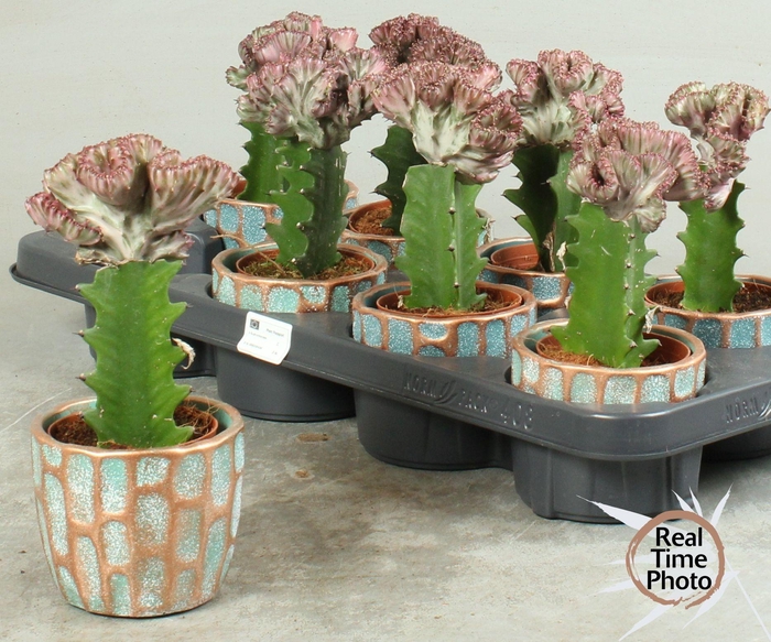 <h4>EUPHOR LAC CRISTATA</h4>