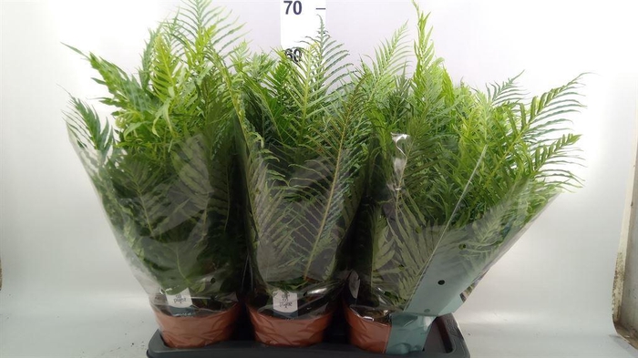 <h4>Blechnum gibbum 'Silver Lady'</h4>