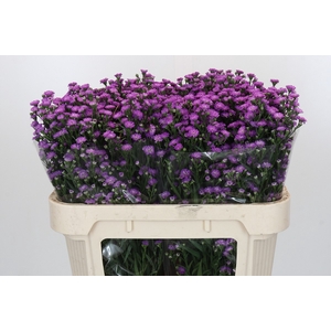 Aster Baby Pink