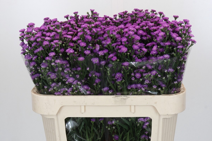 <h4>Aster Baby Pink</h4>