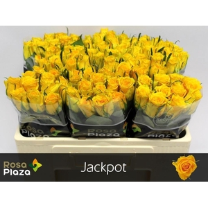 R GR JACKPOT+