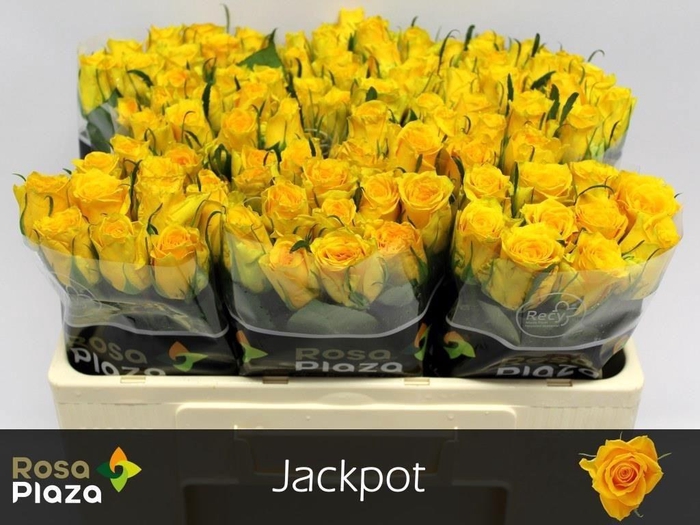 <h4>R GR JACKPOT+</h4>