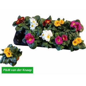 PRIM AC PARADISO GEM