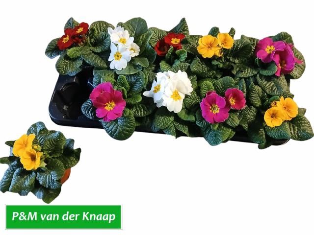 <h4>Prim Ac Paradiso Gem</h4>