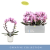 Phalaenopsis overig