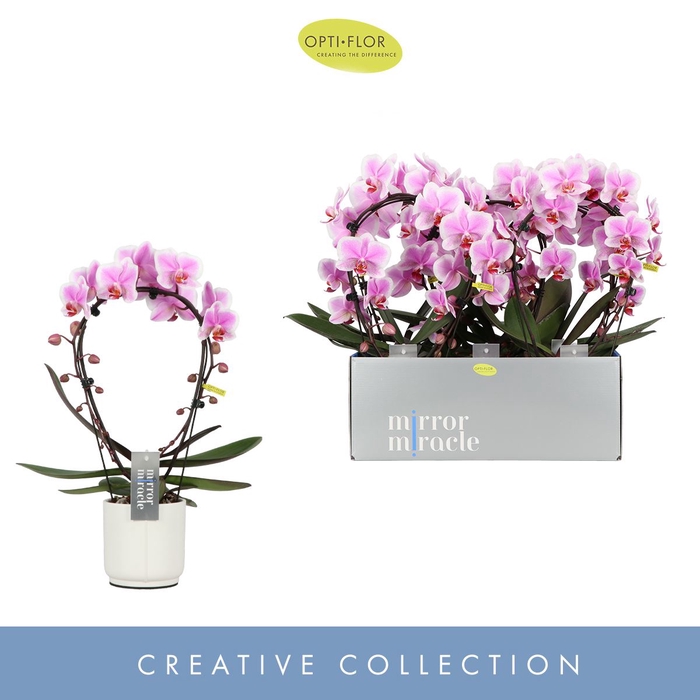 Phalaenopsis overig