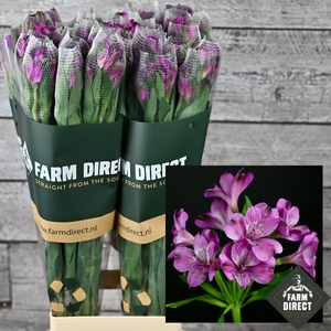 Alstro Maracana 70gr