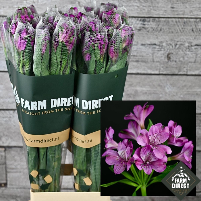 ALSTRO MARACANA 70GR