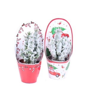 Opuntia subulata 5,5 cm in kerst potcovers