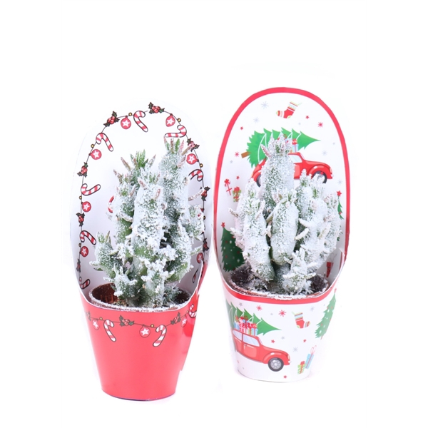 <h4>Opuntia subulata 5,5 cm in kerst potcovers</h4>