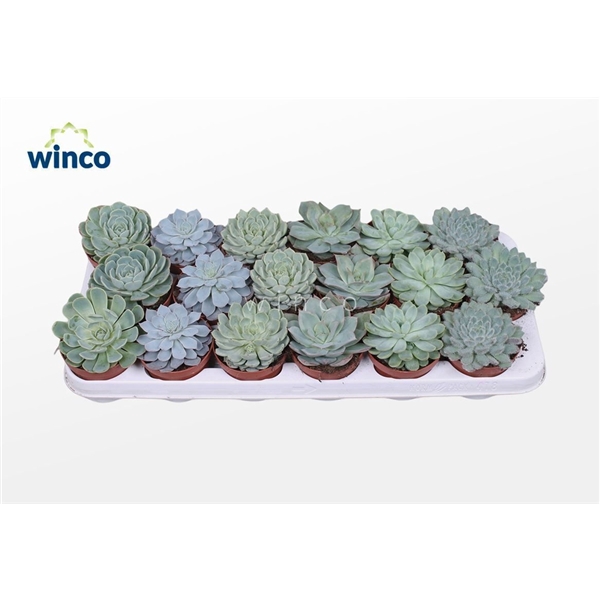 <h4>Echeveria Aqua Mix (6 Spc.)</h4>