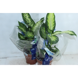 DIEFFENBACHIA VARIADO P17
