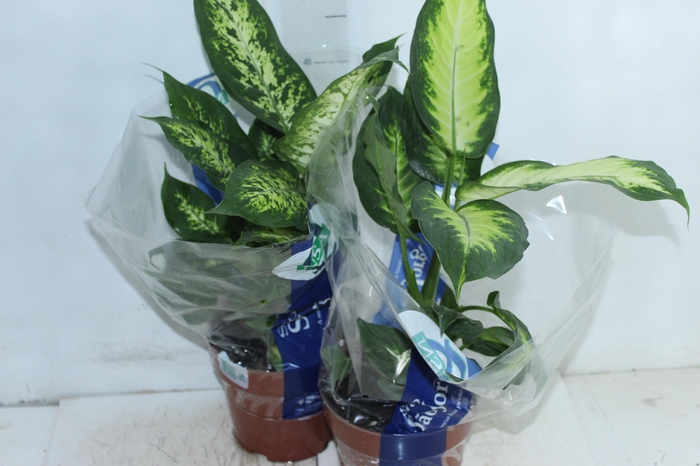 <h4>DIEFFENBACHIA VARIADO P17</h4>