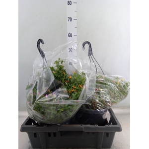 Portulaca   ...mix in pot