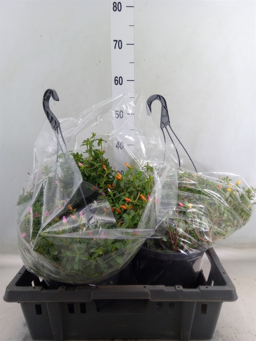 <h4>Portulaca   ...mix in pot</h4>