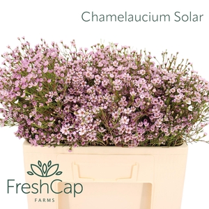 CHAME UN JUPITER SOL