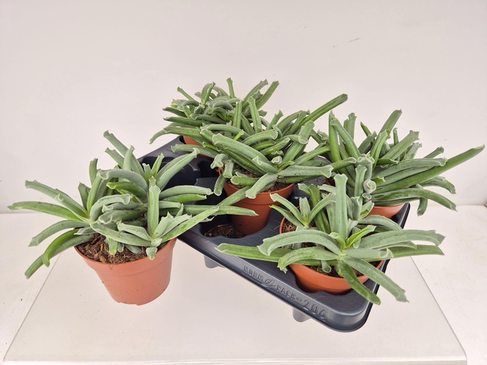 <h4>COT ELEPHANTS TRUNK</h4>