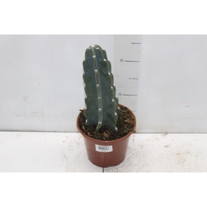CACTUS MANDACARU P15 SEM ESPINHOS