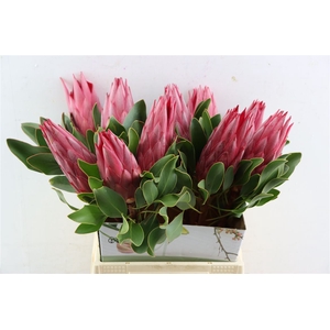 Protea Madiba