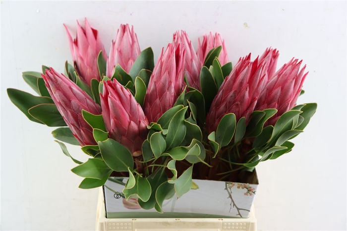 <h4>Protea Madiba</h4>