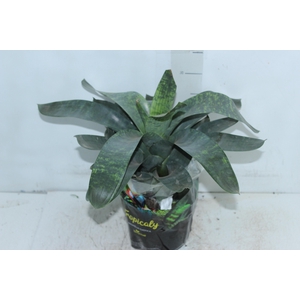BROMELIA VRIESEA GIGANTEA NOVA P17