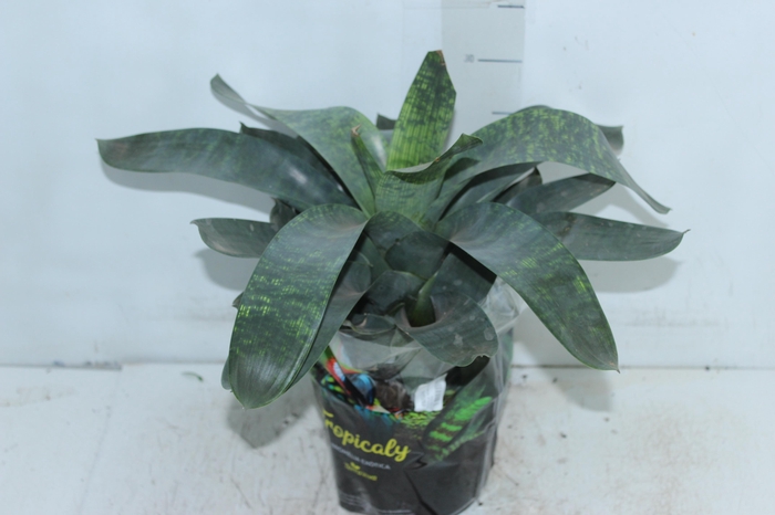 <h4>BROMELIA VRIESEA GIGANTEA NOVA P17</h4>
