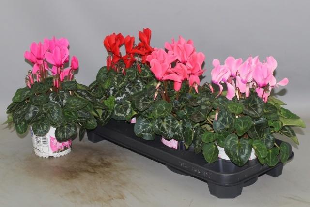 <h4>CYCL GR SUP XL</h4>