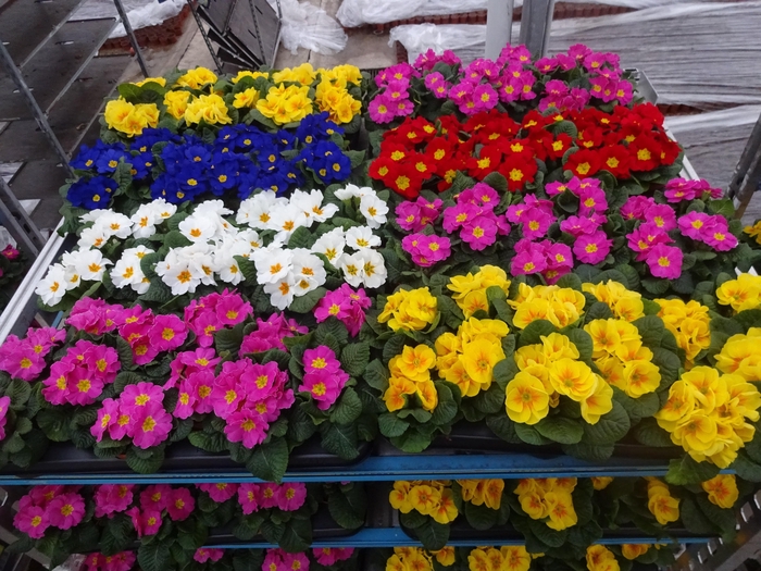 <h4>PRIM AC MIXK</h4>