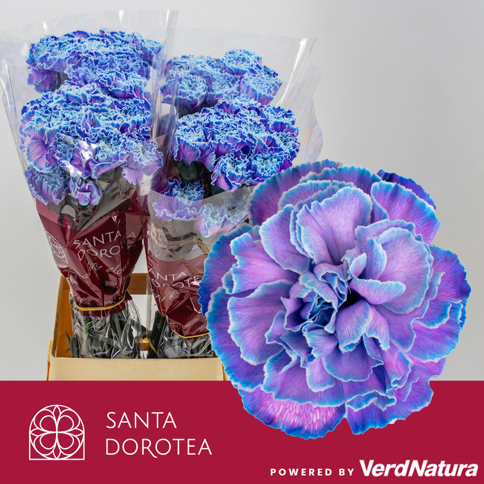 <h4>DI ST OV KLB H%</h4>