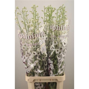 Delph El Dewi Rocket