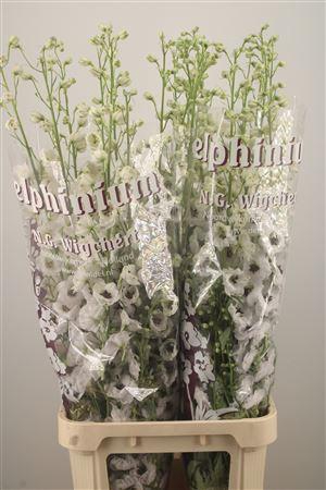 <h4>Delph El Dewi Rocket</h4>